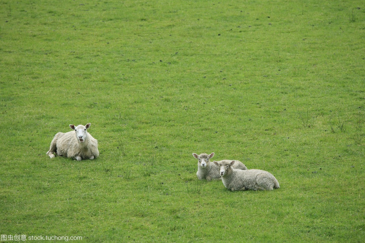 羊吃草新西兰