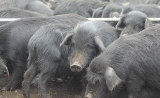 特种养殖动物,生态产品,藏香猪图片 高清图 细节图 刘波 个人商户 