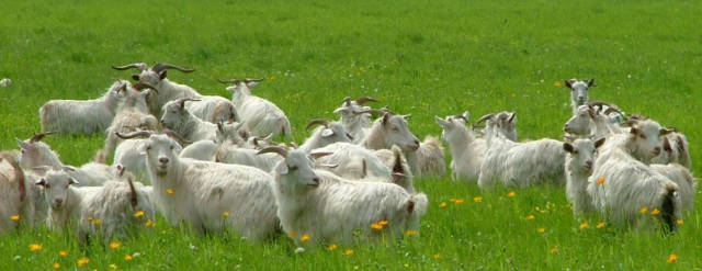 《新疆羊的完美谢幕》,史上最全的羊肉做法,看完不饿算你牛!