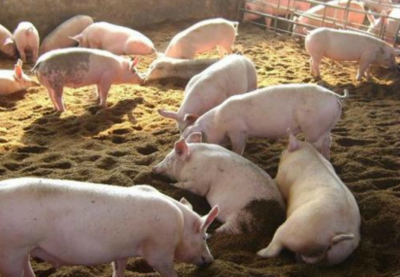 猪饲料不用买,教你在家自制,猪长得又肥又壮出栏快|大豆|猪饲料|构树_新浪网